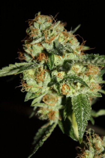 og-kush-of-the-roadhouse-5.jpg