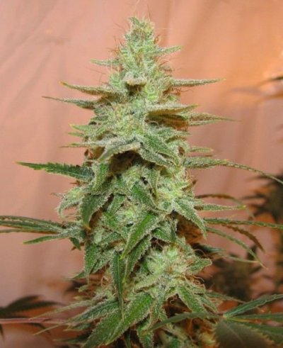 strawdog 003 budCU [800x600].JPG
