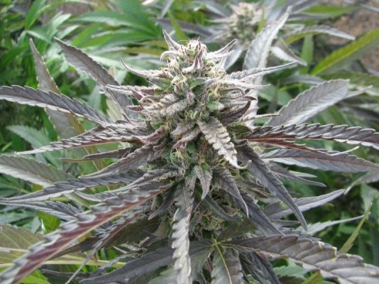 blacktoothgrin-purpleindica-x-screme-bc1-4.jpg