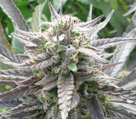 blacktoothgrin-purpleindica-x-screme-bc1-5.jpg