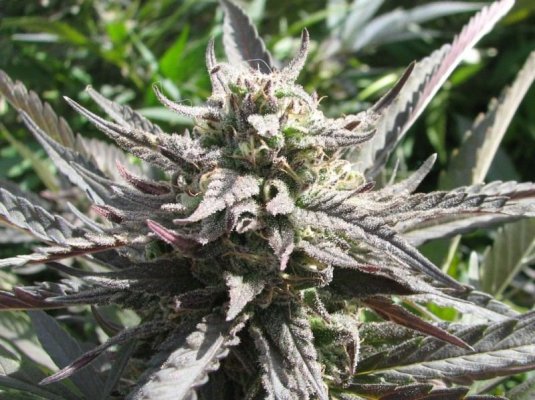 blacktoothgrin-purpleindica-x-screme-bc1-6.jpg