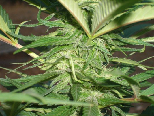 F1 Blockhead flowering outdoors. Follow along