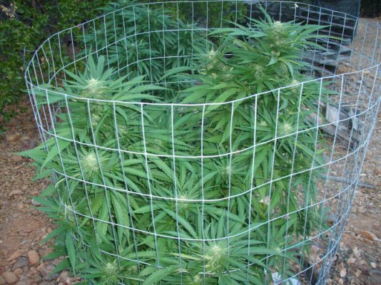 F1 Blockhead flowering outdoors. Follow along