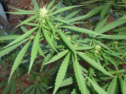 ultra fast <50 days SSH plant named Gold Rush
