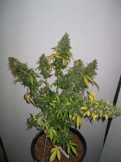 Star Kush - week 10 a_clean.JPG