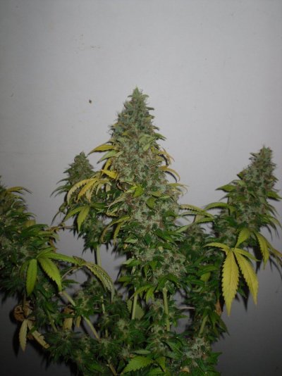 Star Kush - week 10 b_clean.JPG