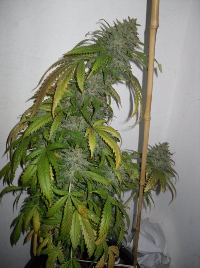 Sour OG x Bubba Kush - 9.5 weeks - 1_clean.JPG