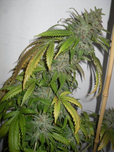Sour OG x Bubba Kush - 9.5 weeks - 3_clean.JPG