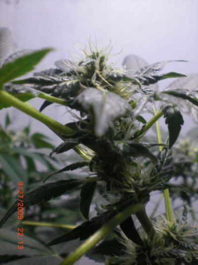 question about flowering?