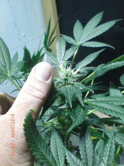 question about flowering?
