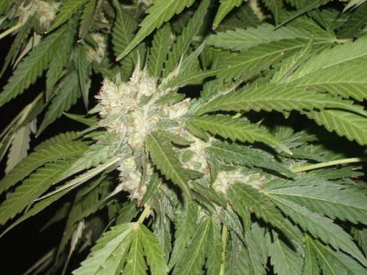 LAPURE_harvest (3).JPG