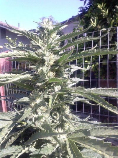 = The BEST OG Kush Clone Only=