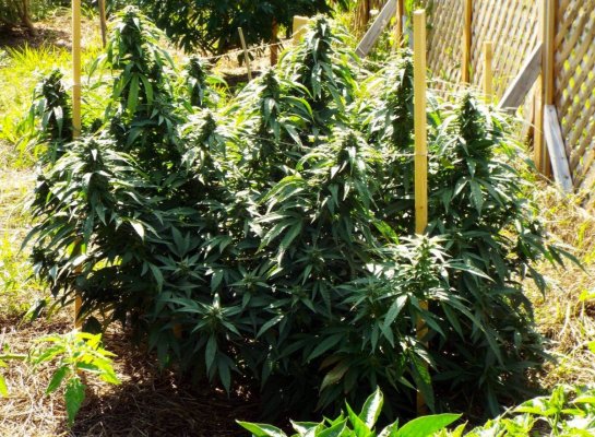 Sassy's garden 2014