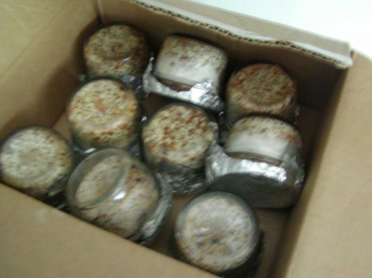 jars collenized.1.JPG