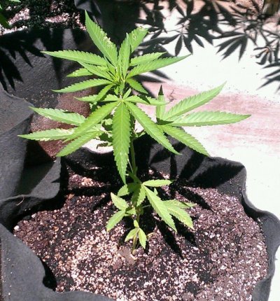 Kimbo Kush x Qrazy Train x FPOG pre