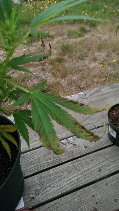 Nutrient issue new grower 3
