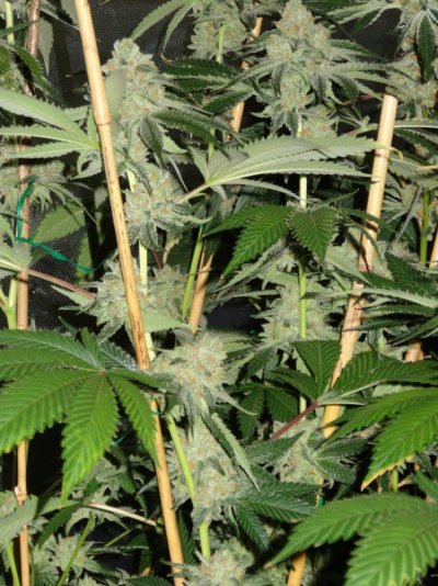 Sunset Sherbet grow log