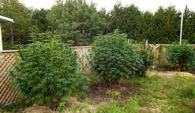 Sassy's garden 2014