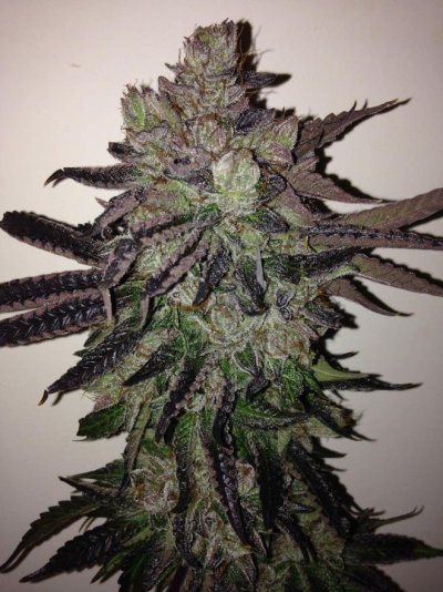 Michigan... Strains, pics, and whatever!