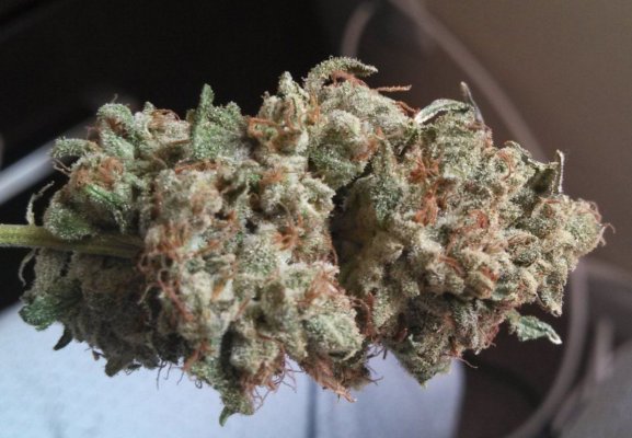 Seed Junkie Seeds