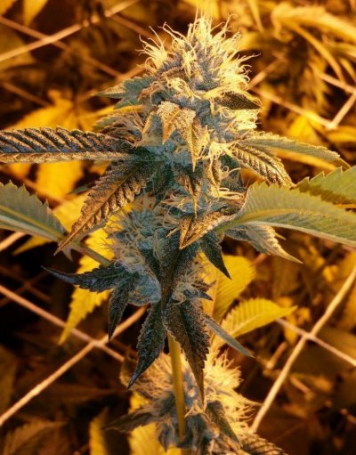 Michigan... Strains, pics, and whatever!