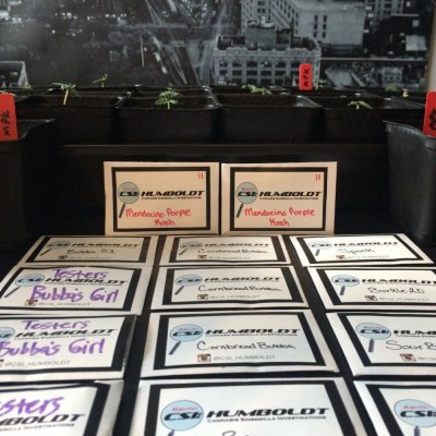 New Strains - Seattle Crime Lab - Testing