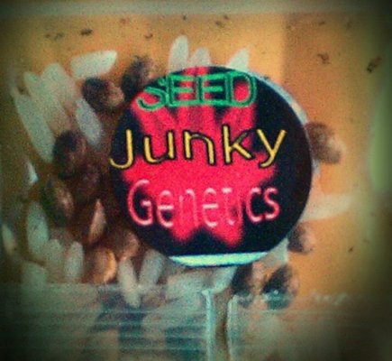 Seed Junky logo