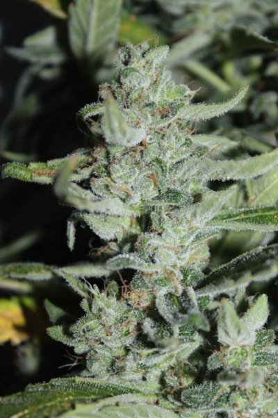 The Pollen Chuckers Club! Homemade Crosses only...