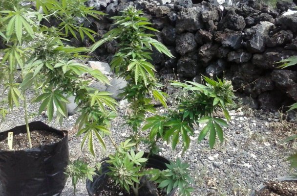 Hawaii.......