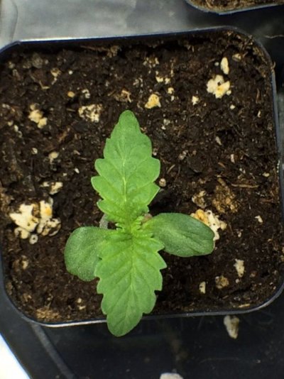 Polyhybrid hunt: OGKB and GG4 hybrids