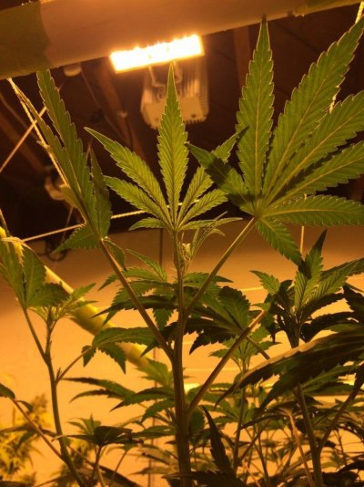 Polyhybrid hunt: OGKB and GG4 hybrids