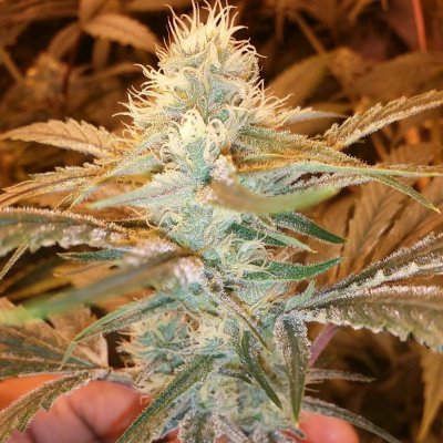 6000 watt coco grow