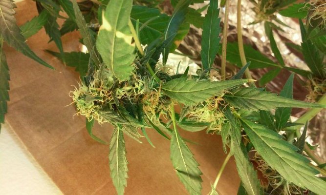 my plant is tipping