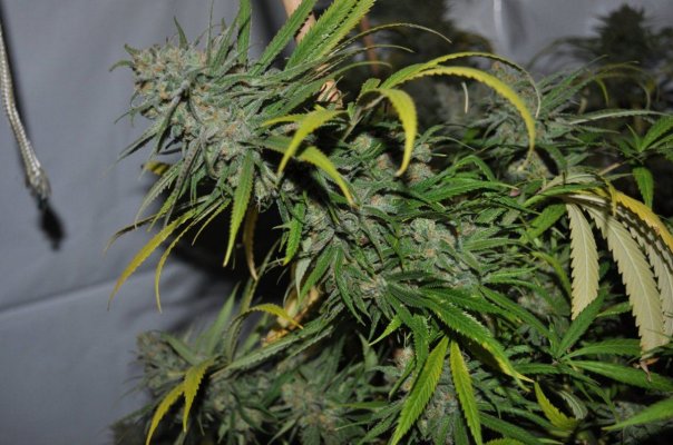 Kdub's Grow Show