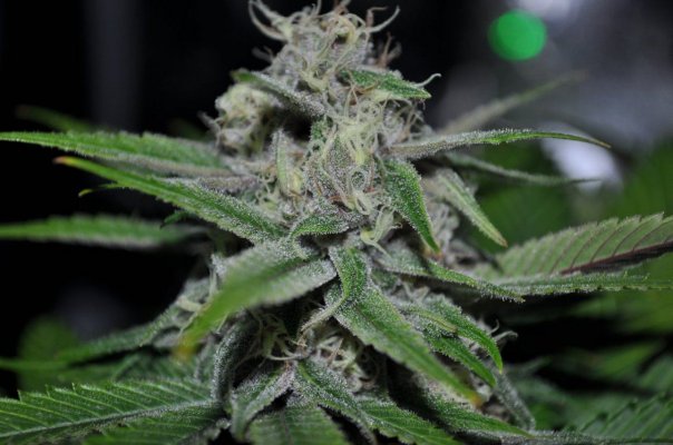 Kdub's Grow Show