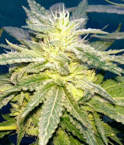GG4 x HO OGBx  43 days