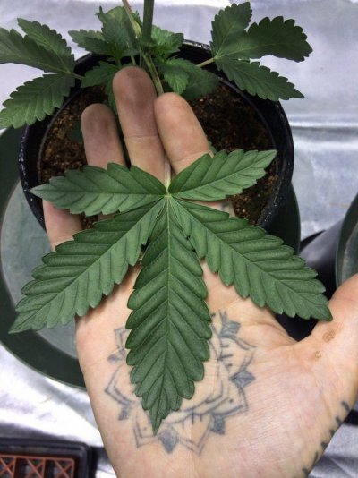 Polyhybrid hunt: OGKB and GG4 hybrids