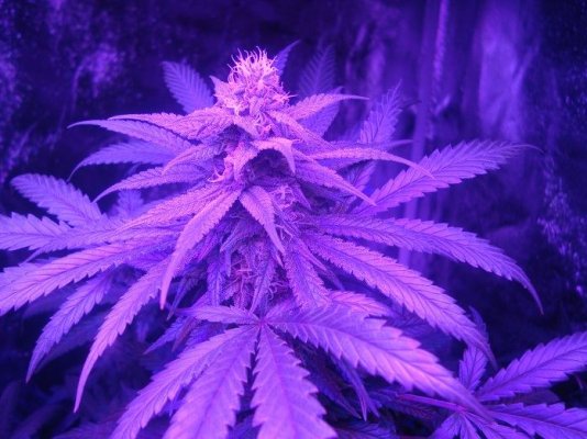 LED grow shots