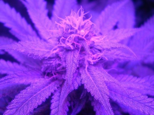 LED grow shots