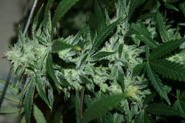 Twisted Fruit 3 007.jpg