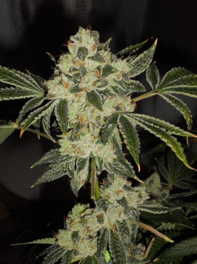 = The BEST OG Kush Clone Only=