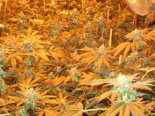 Seed Junkie Seeds