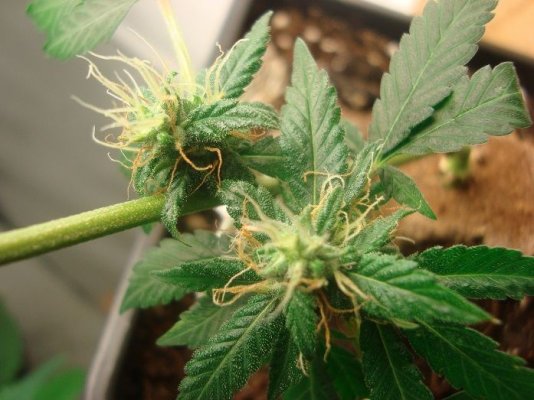 Plant24