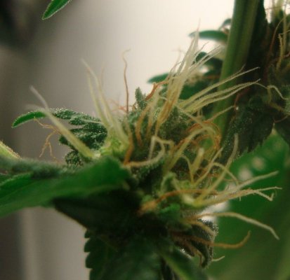 Plant27