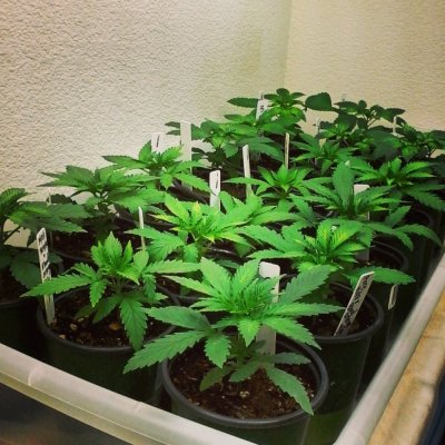 1st grow EVER...