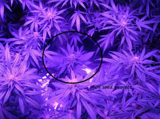 Led grow