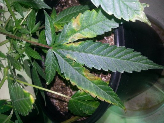 light burn?