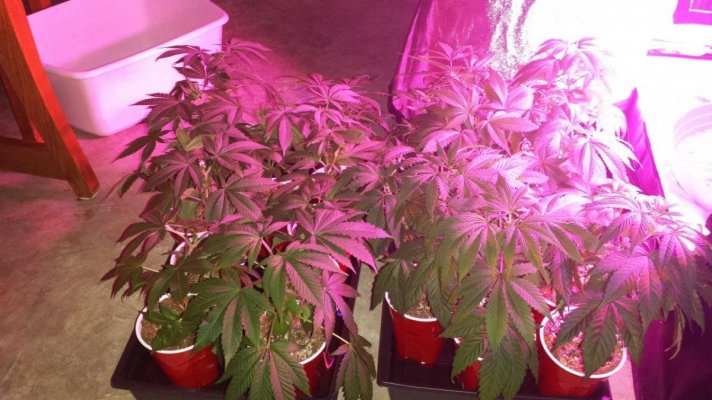 First grow ever.  Diesel, Apple Jack, Killa-watt. 600w mh/hps. 4×4 tent. ultra coir.  blue planet