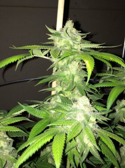 Oaksters grow