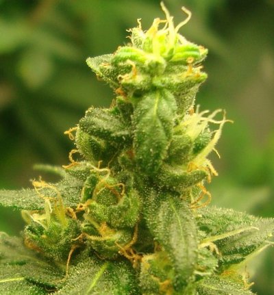Plant12